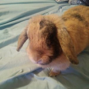 Meet your Posher, Mackenzie